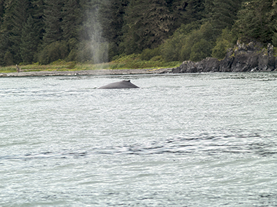 Humpback Whale