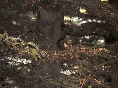 Grouin squirrel in bush