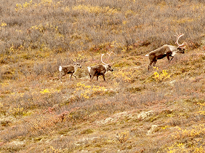 Three Caribo in Dinali Park